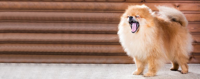How to Train Your Older Dog to Yawn